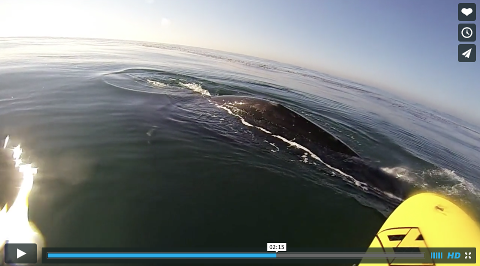 Rencontre (en SUP...)